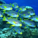 Rüyada Balık Görmek