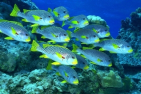 Rüyada Balık Görmek