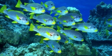 Rüyada Balık Görmek